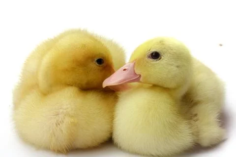 Two small goosling on white background Stock Photos