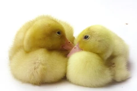 Two small goosling on white background Stock Photos