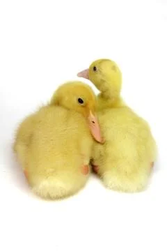 Two small goosling on white background Stock Photos