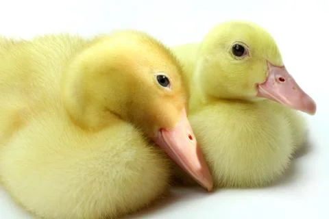 Two small goosling on white background Stock Photos