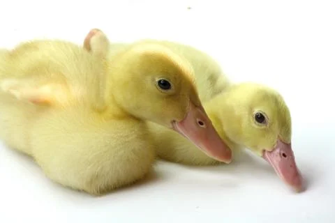 Two small goosling on white background Stock Photos