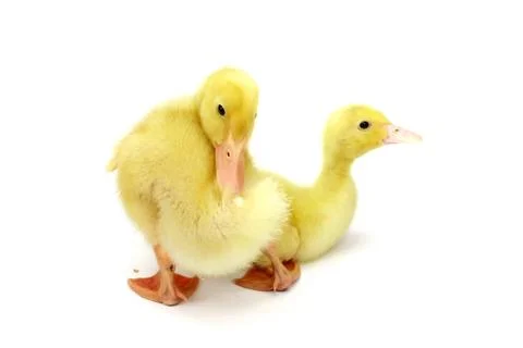 Two small goosling on white background Stock Photos