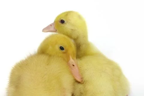 Two small goosling on white background Stock Photos