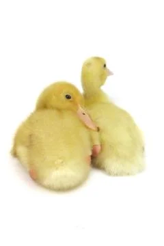 Two small gosling on white background Stock Photos