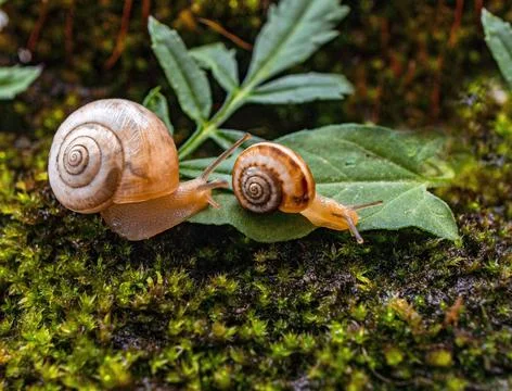 Two small grape snails close up on a green forest litter Romantic concept Stock Photos