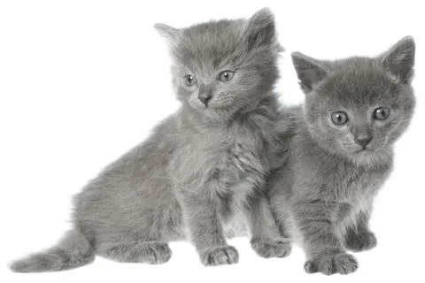 Two small gray kitten sitting Stock Photos