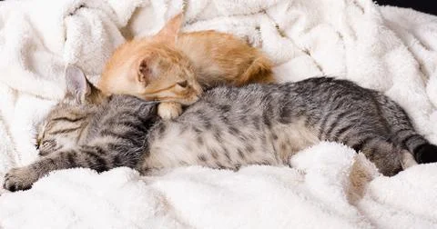 Two small gray kitten sleeping Stock Photos