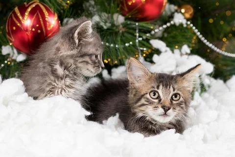 Two small gray kittens hide in the snow near the Christmas tree, a holiday card Stock Photos