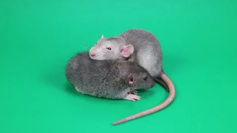 Two small gray rats on a green background. Rodents cling to each other Stock Footage 261428554
