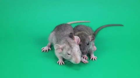 Two small gray rats on a green background. Rodents cling to each other Stock Footage 261429697