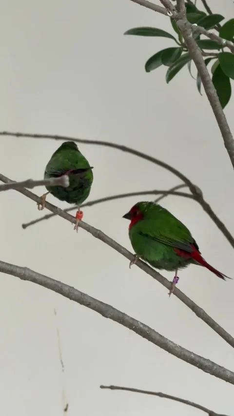 Two small green birds with red tails perched on thin branches Vídeos de archivo 334353420