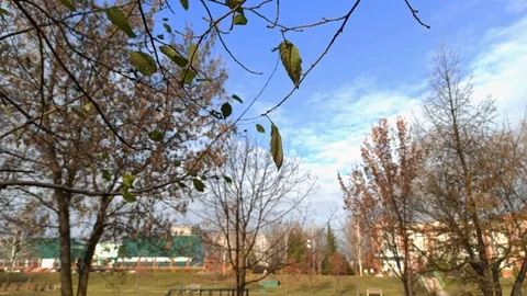 Two small green leaves on a tree branch Stock Footage 118744339