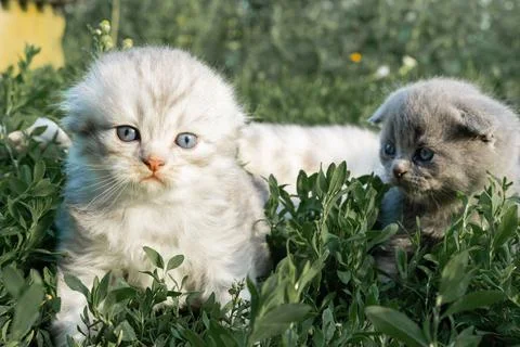 Two small grey Scottish fold kittens are lying on a green lawn Stock Photos