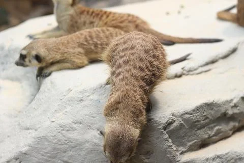Two small ground squirrels lie on a pale stone surface with fur pattern and t Stock Photos