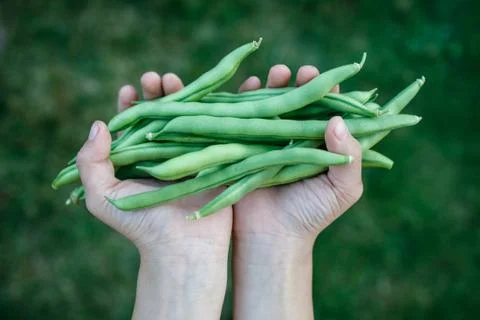 Two Small Hands Holding Some French Beans Stock Photos