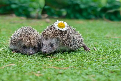 Two small hedgehogs with chamomile on the grass Stock Photos