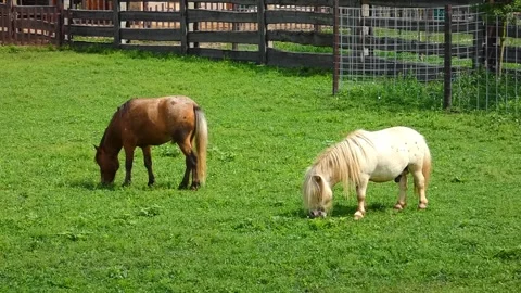 Two small horses graze on green grass in a fenced area during daylight Stock-Footage 337813893
