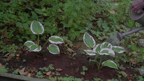 Two small Hosta bushes are watered from the watering can. The color of the leaf Stock Footage 139037756