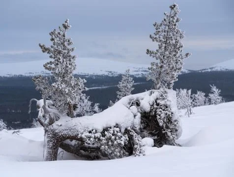 Two small icy pine trees in Lapland Stock Photos