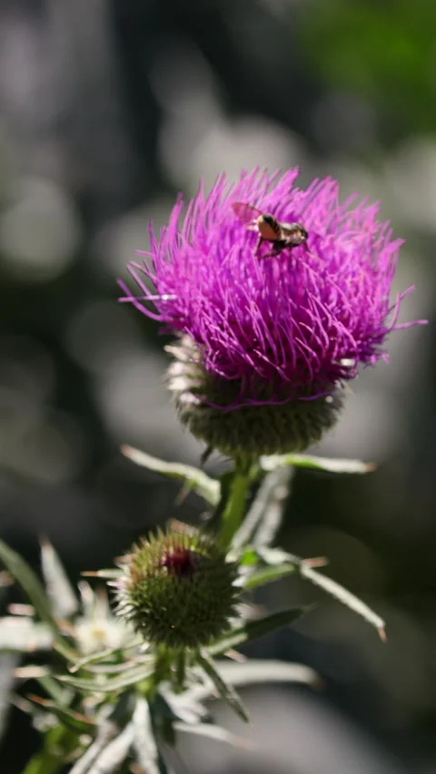 Two small insects pollinating purple thistle flower macro. Vertical 库存影片 334658266