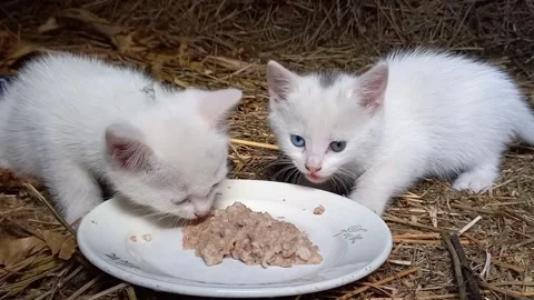 Two Small Kittens Eating Wet Food from a Plate Stock Footage 342661324