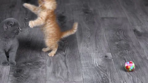Two small kittens gray and red play on the gray floor Video stock 195967564