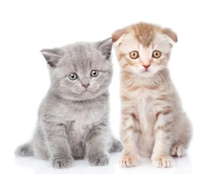 Two small kittens looking at camera. isolated on white background Stock Photos