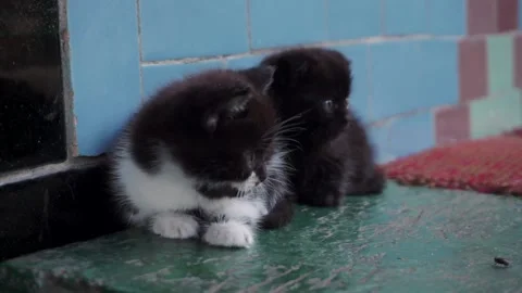 Two small kittens playing Stock Footage 199984370