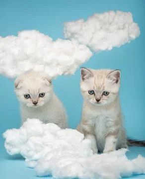 Two small kittens with a sad expression look at a homemade cotton cloud. Stock Photos