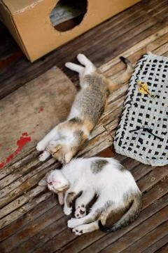 Two small kittens sleeping on bamboo floor near cardboard box and mat Stock Photos