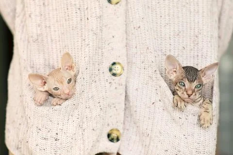 Two small kittens of the Sphinx breed sitting in the pockets of a knitted jacket Stock Photos