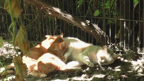 Two small kittens suck milk from their mother cats in slow motion Vídeos de archivo 162086956
