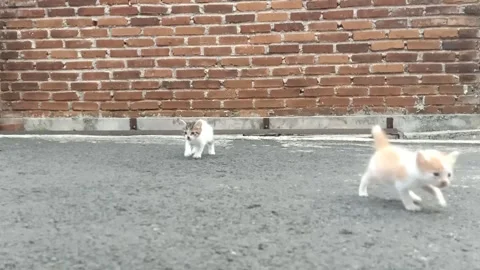 Two Small Kittens Walking Toward Camera on Asphalt Road Stock Footage 330303973