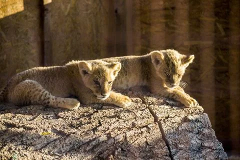 Two small lion cubs Stock Photos