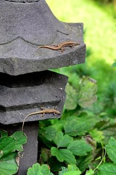 Two small lizards on a stone garden lantern Foto stock