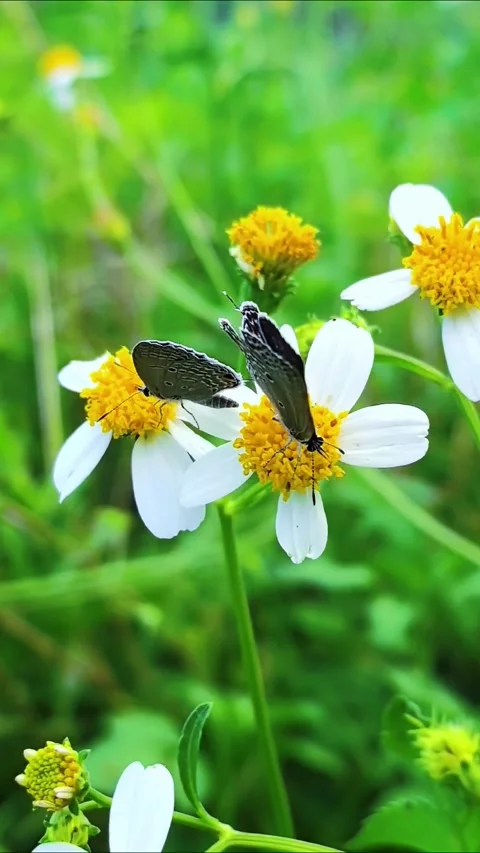 Two Small Lycaenid Butterflies Resting Together on White Spanish Needle Flower Vídeos de archivo 330052443