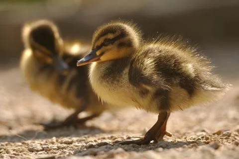 Two small mallards or wild ducks on brown ground from closeup view Stock Photos
