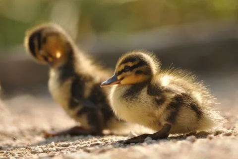 Two small mallards or wild ducks on brown ground from closeup view Stock Photos