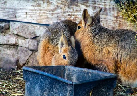 Two Small Mammals Feeding in Rustic Setting Stock Photos