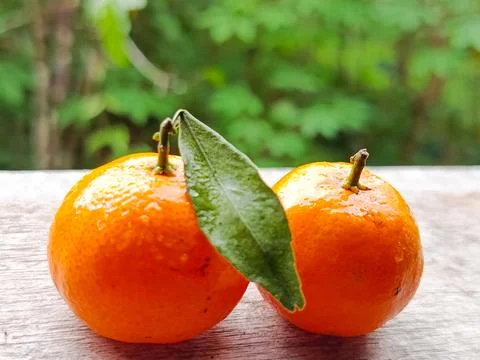 Two Small Mandarin Oranges with Leaf on Wooden Surface Fresh Mini Tangerines Stockfoto's