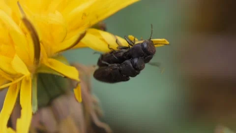 Two small mating black beetles hanging on a dandelion and falling down Stock Footage 182769131