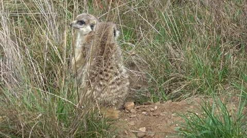 Two small meercats standing on watch Stock Footage 259871291