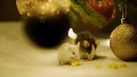Two small mice eat cheese and wash. The year of the rat on the Eastern calendar. Stock Footage 117443474