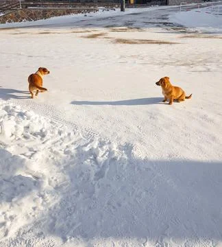 Two small mongrel dogs are running on the street in the snow, a place for text Stock Photos