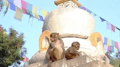 Two small monkeys on the background of stupa Stock Footage 58928525