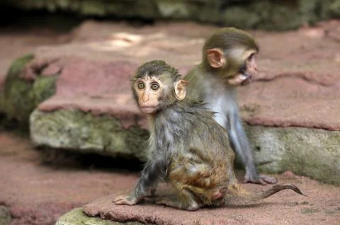 Two small monkeys. Park of monkeys in China Stock Photos