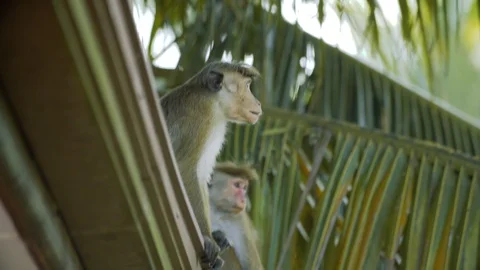 Two small monkeys sit on a roof, walk and scratch themselves in summer Stock Footage 85679807