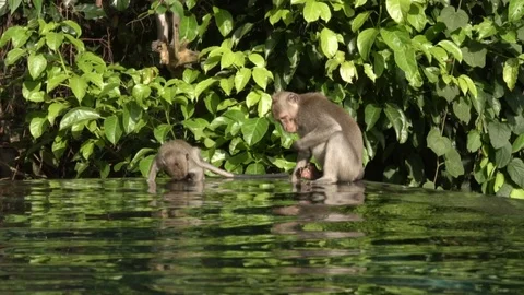 Two small monkeys walking on the edge of pool in the jungle of Bali. Stock Footage 104132780