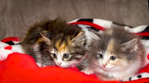 Two small multi-colored fluffy kittens sit side by side Stock Photos