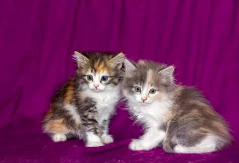 Two small multi-colored fluffy kittens Foto stock